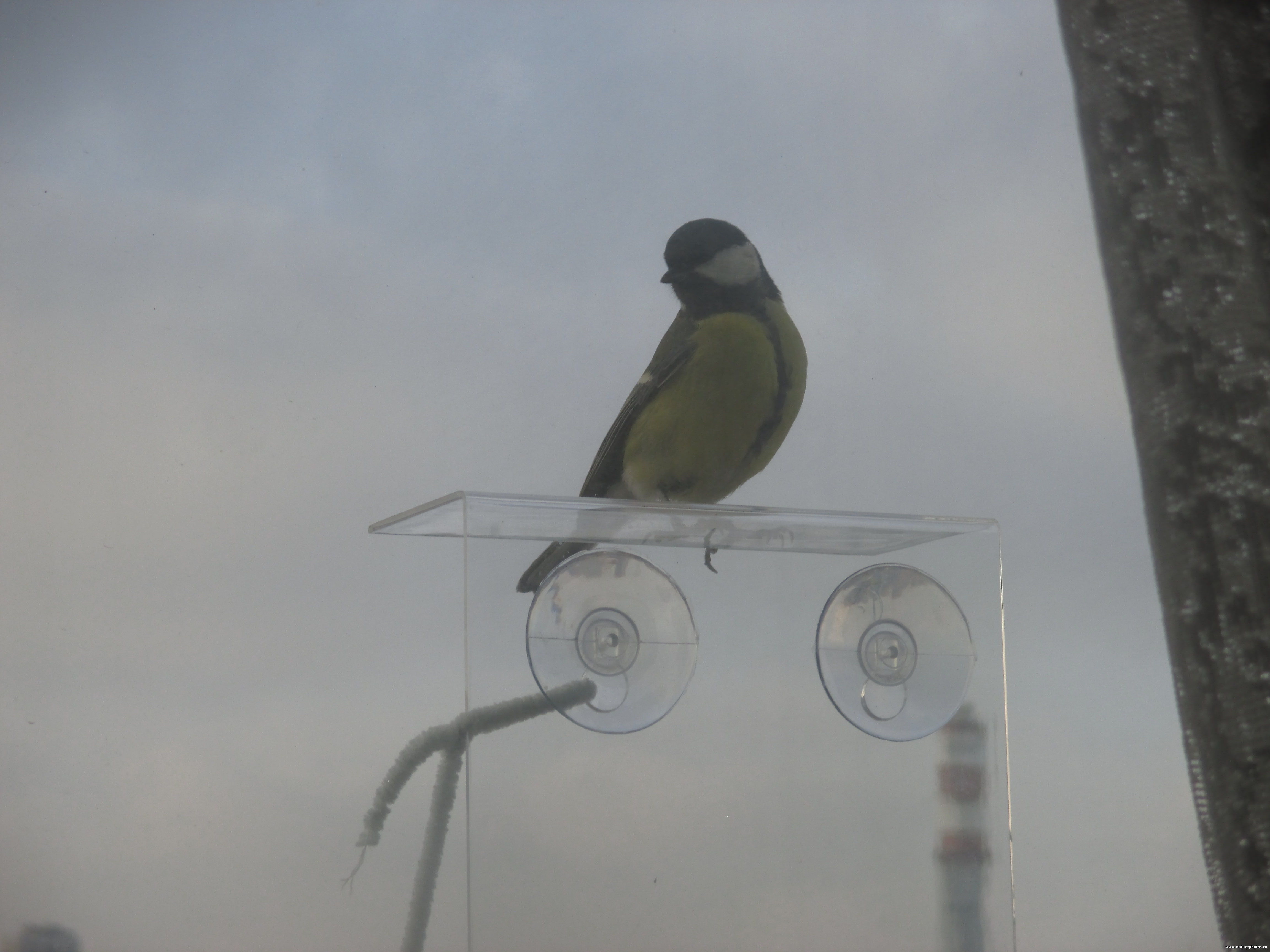 Синица большая