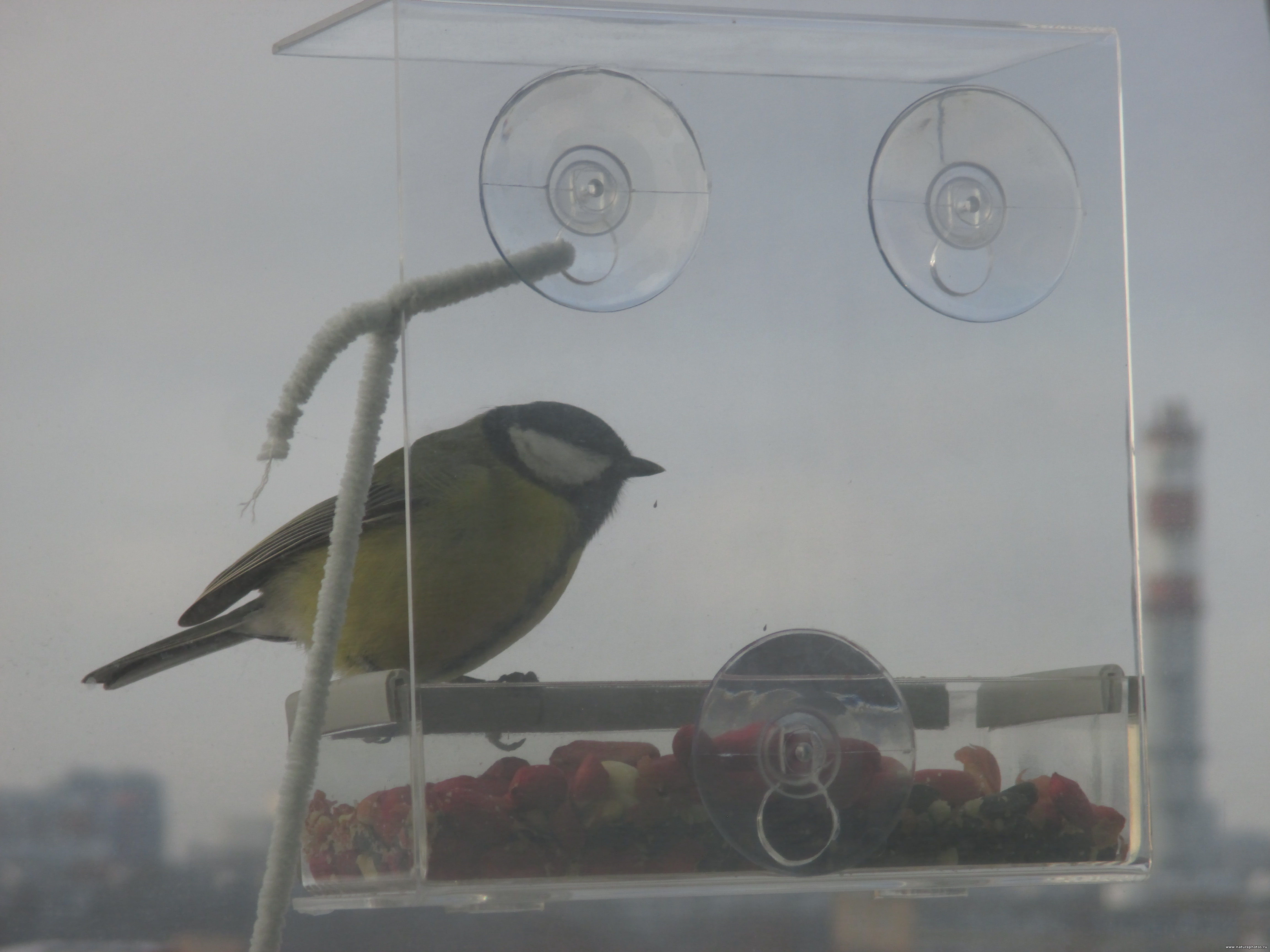 Синица большая