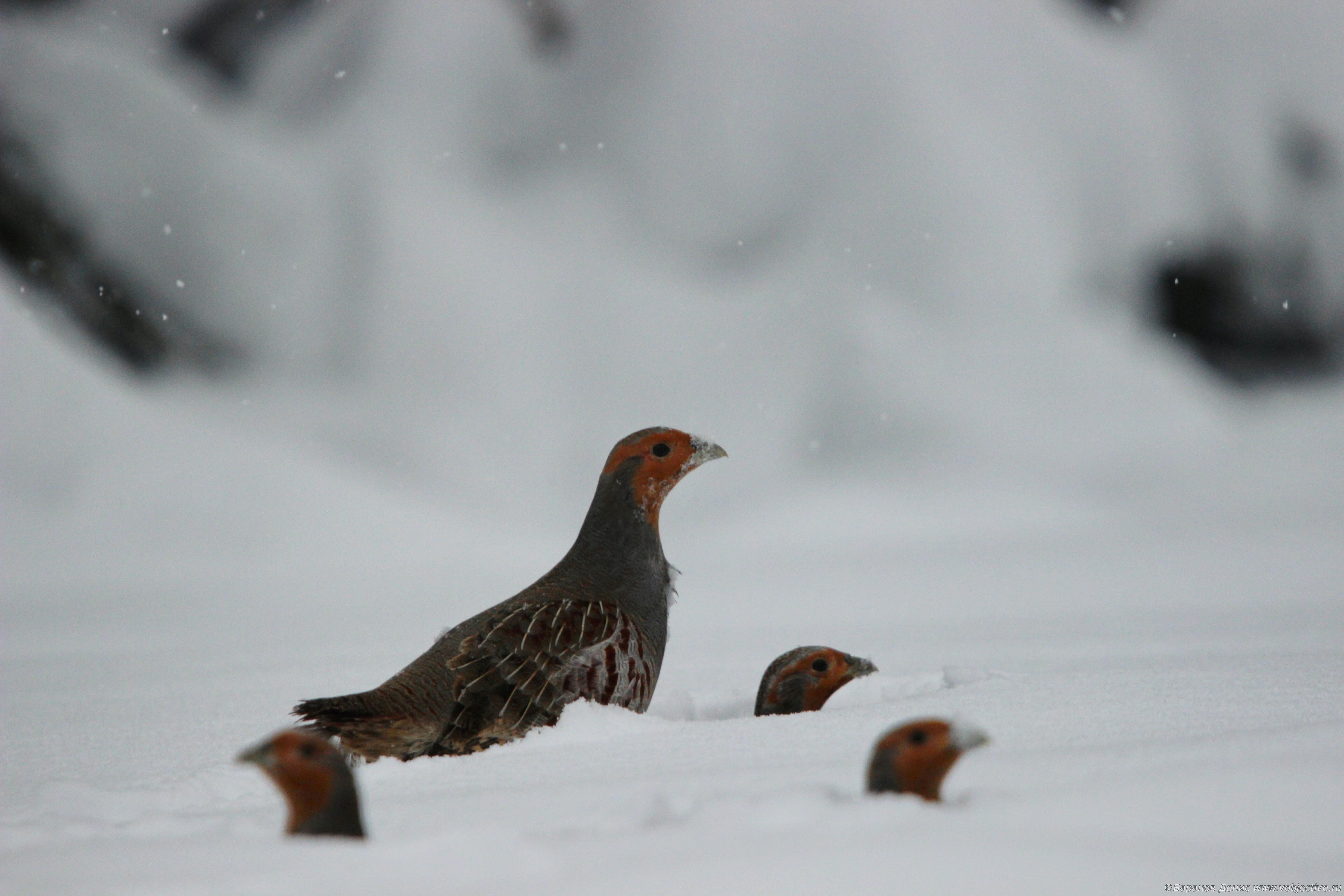 Глядят во все стороны