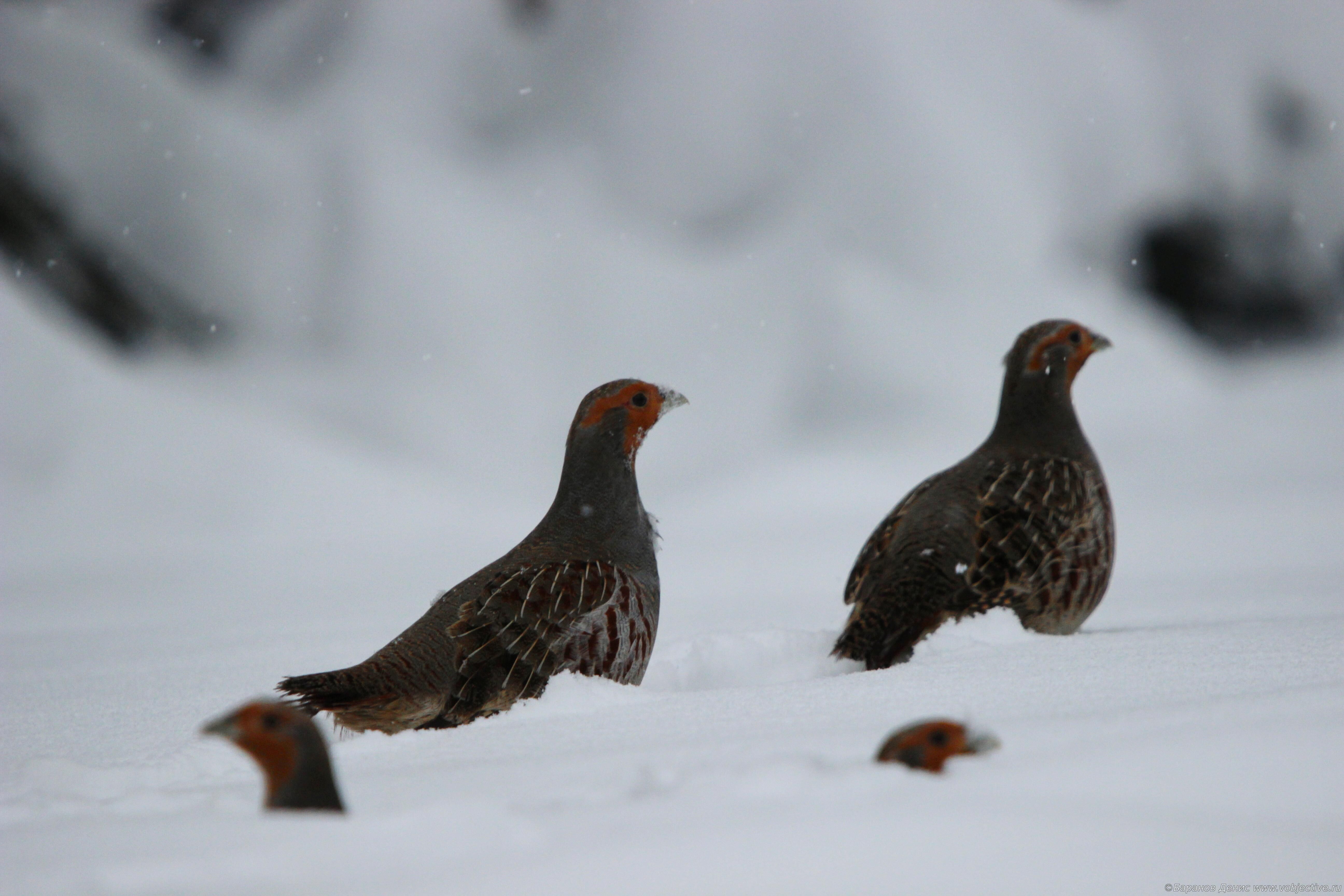Серые куропатки